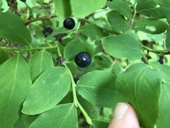 Vaccinium alaskaense