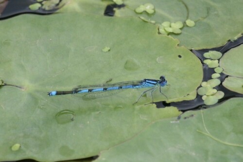 Goblet-marked Damselfly, Almelo, Netherlands, photo 8 of 10