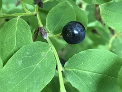 Vaccinium alaskaense