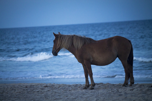 Equus caballus