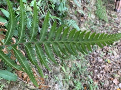 Microlepia marginata bipinnata