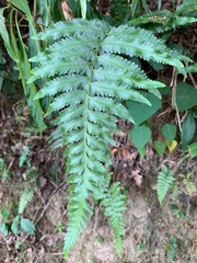 Microlepia marginata bipinnata