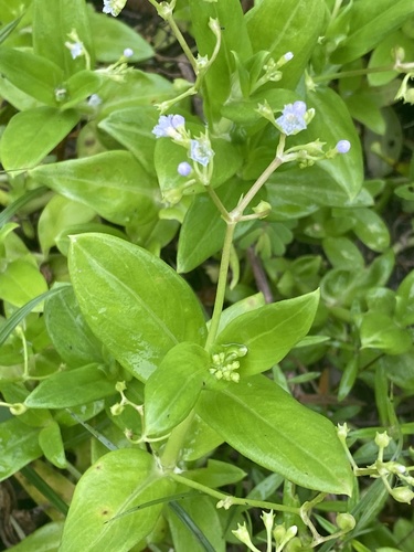 Foto de Cipó-uva