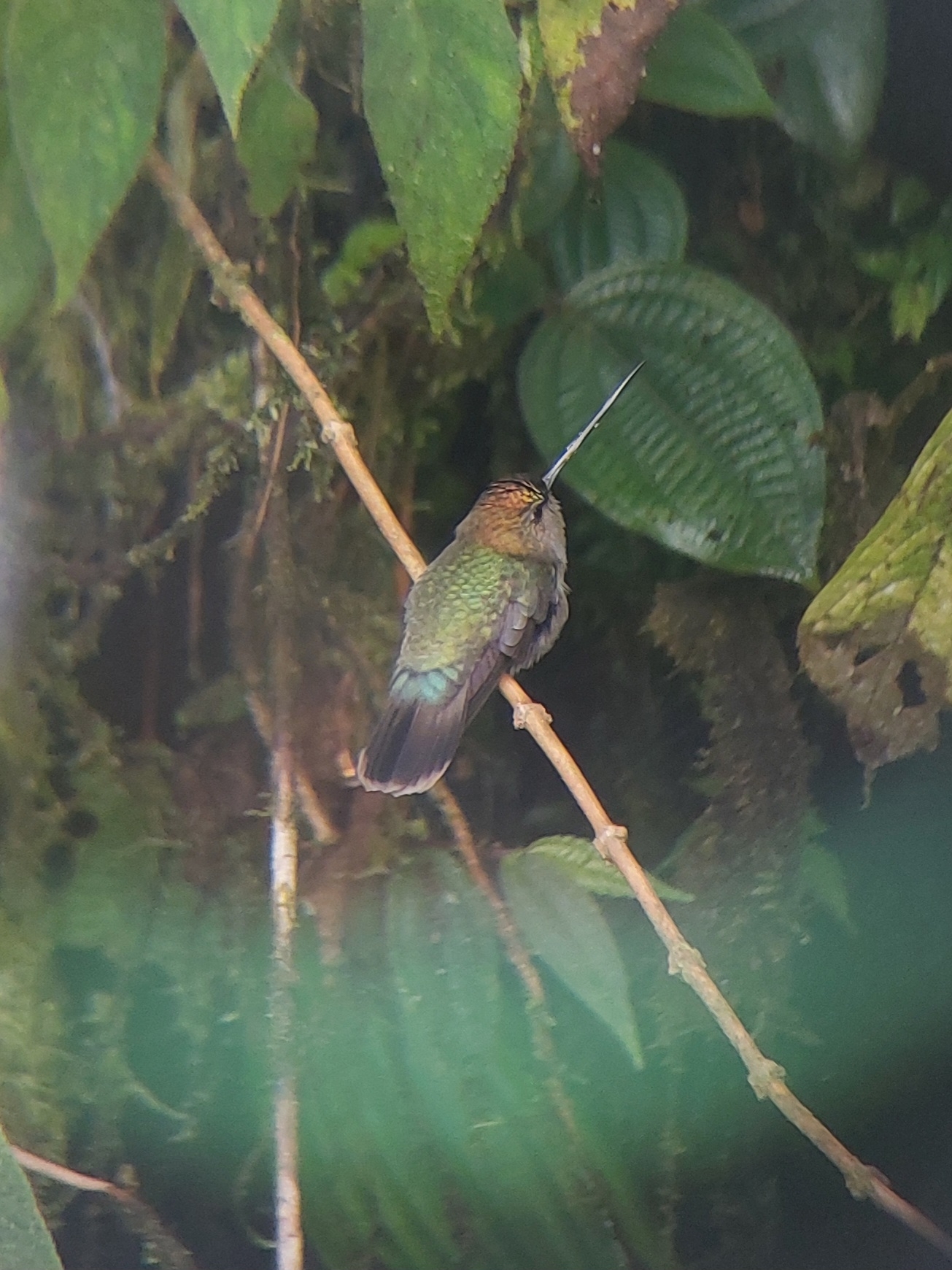 Green-fronted Lancebill (Doryfera ludovicae), photo 3