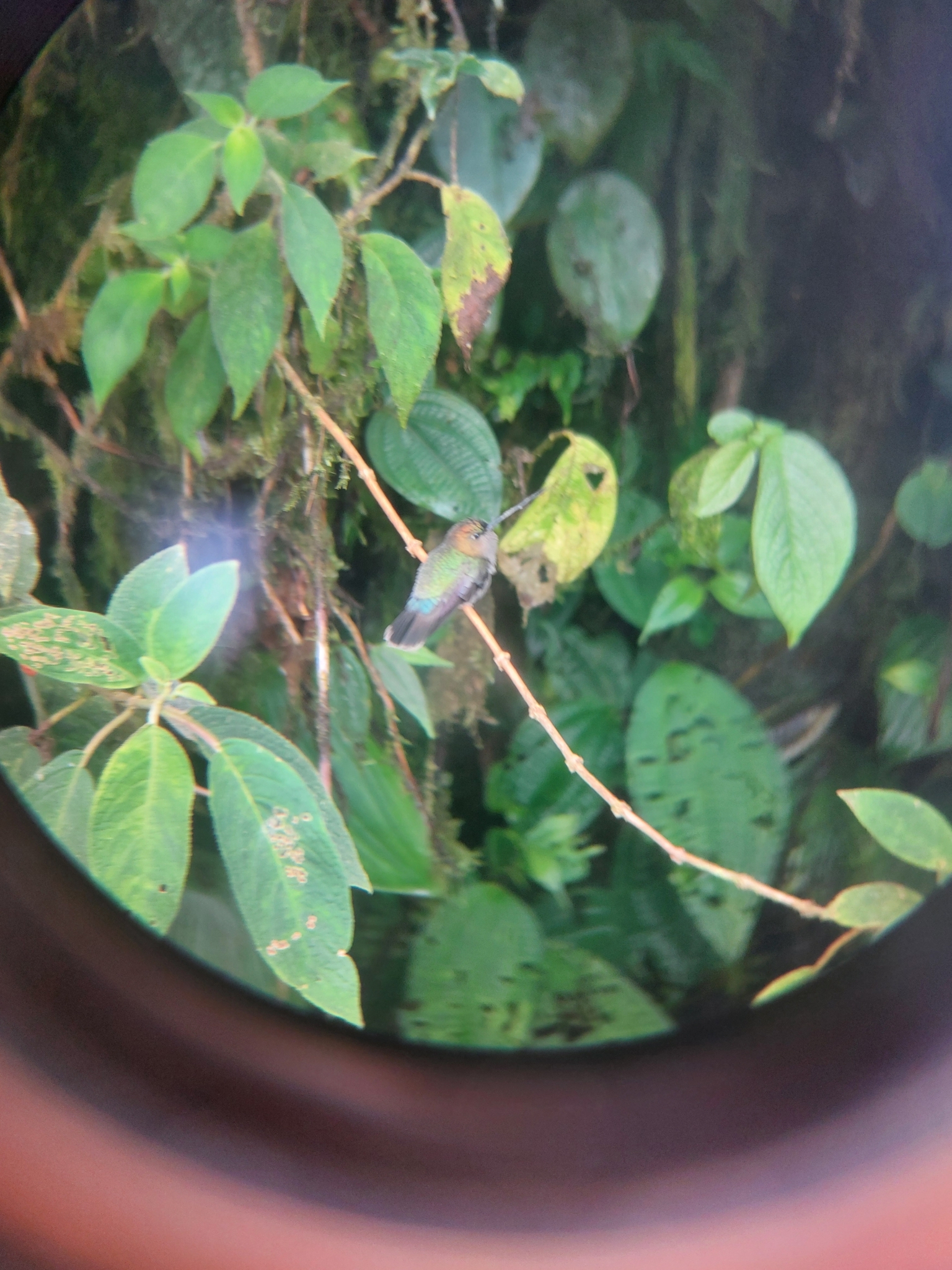 Green-fronted Lancebill (Doryfera ludovicae), photo 4