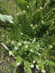 Lithospermum distichum