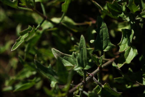 Image of Bebbia atriplicifolia by (c) Bill Levine, some rights reserved (CC BY)