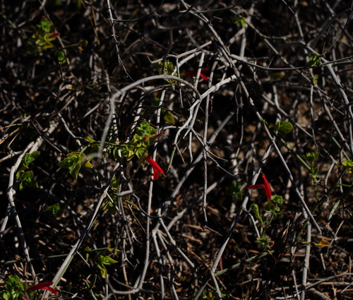 Image of Justicia purpusii by (c) Bill Levine, some rights reserved (CC BY)