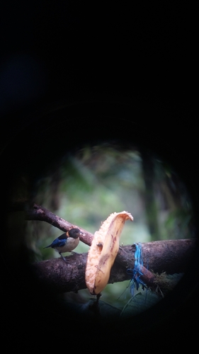 Golden-collared Honeycreeper (Iridophanes pulcherrimus), photo 4