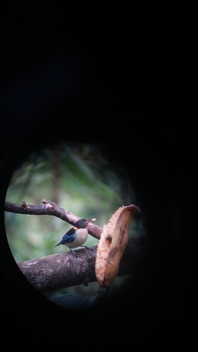 Golden-collared Honeycreeper (Iridophanes pulcherrimus), photo 5