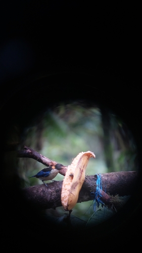 Golden-collared Honeycreeper (Iridophanes pulcherrimus), photo 10