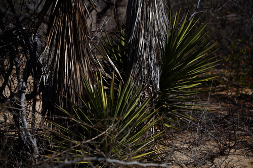 Image of Yucca capensis by (c) Bill Levine, some rights reserved (CC BY)