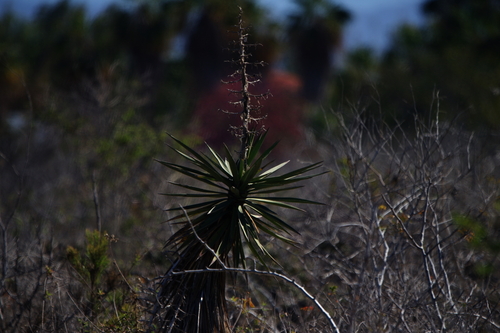 Image of Yucca capensis by (c) Bill Levine, some rights reserved (CC BY)
