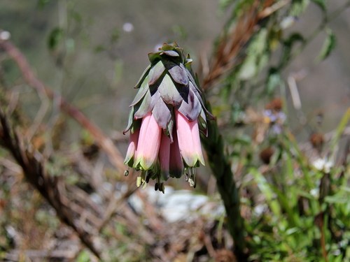 Bomarea andimarcana