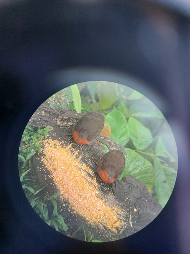 Dark-backed Wood Quail (Odontophorus melanonotus)