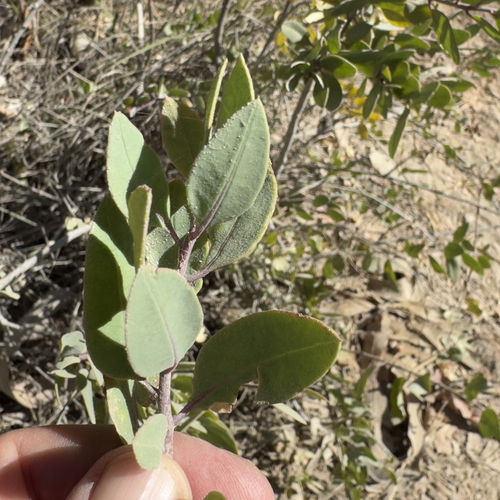 Image of Stegnosperma halimifolium by (c) Bill Levine, some rights reserved (CC BY)