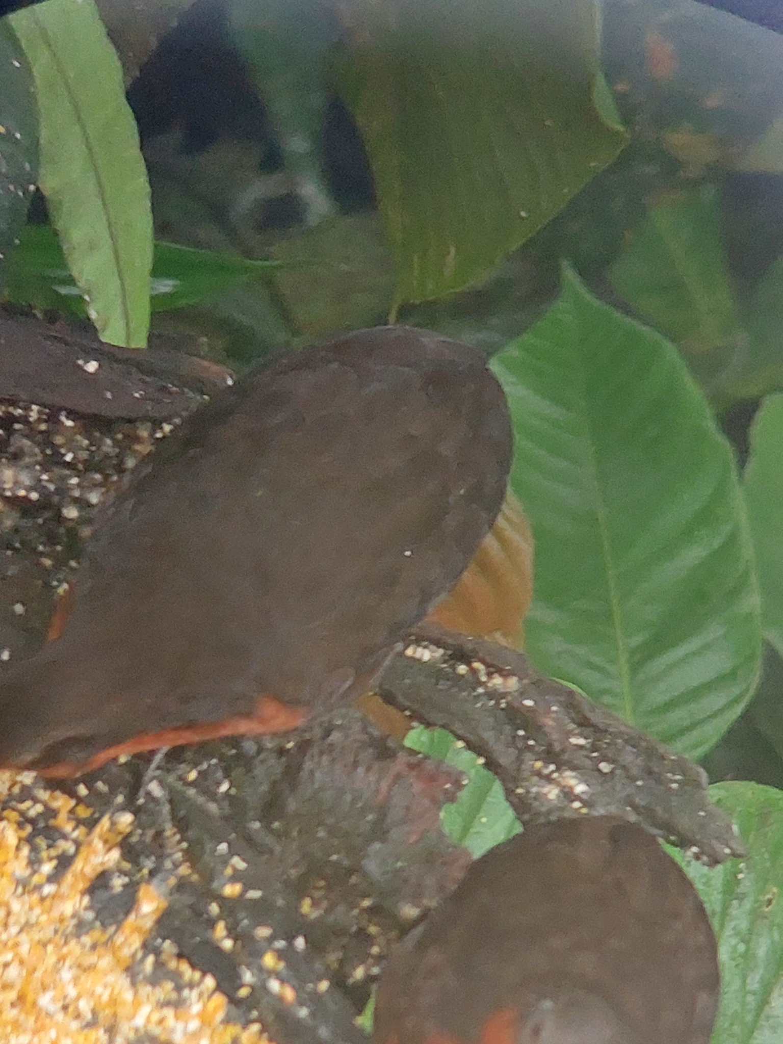 Dark-backed Wood Quail (Odontophorus melanonotus), photo 2