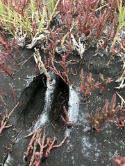 Salicornia rubra
