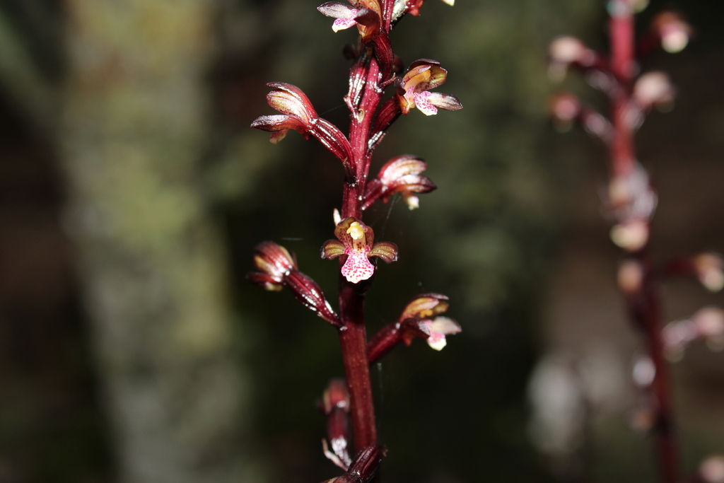 Corallorhiza bulbosa