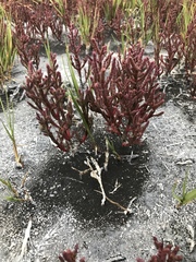 Salicornia rubra
