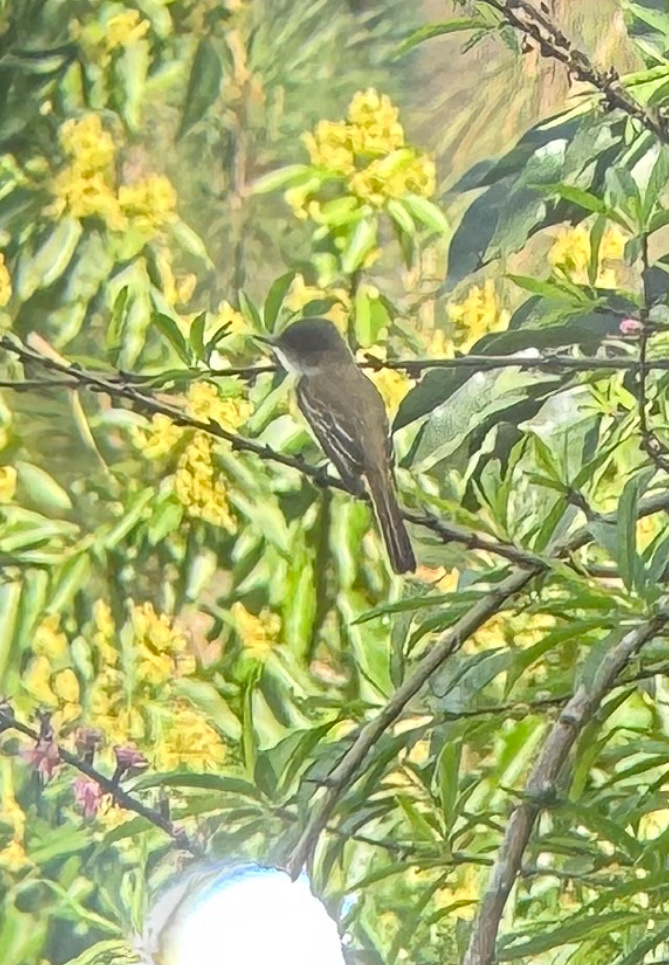 Sad Flycatcher (Myiarchus barbirostris), photo 5