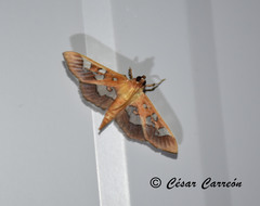 Phostria