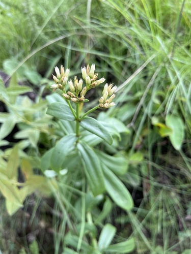 Crassula crenulata
