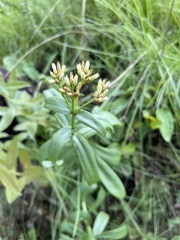 Crassula crenulata