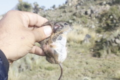 Peromyscus amplus