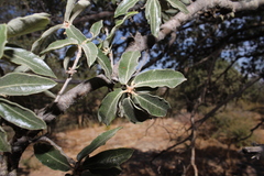 Quercus durifolia, photograph (c) Rodolfo Maximiliano Gutiérrez-Sánchez, some rights reserved (CC BY)