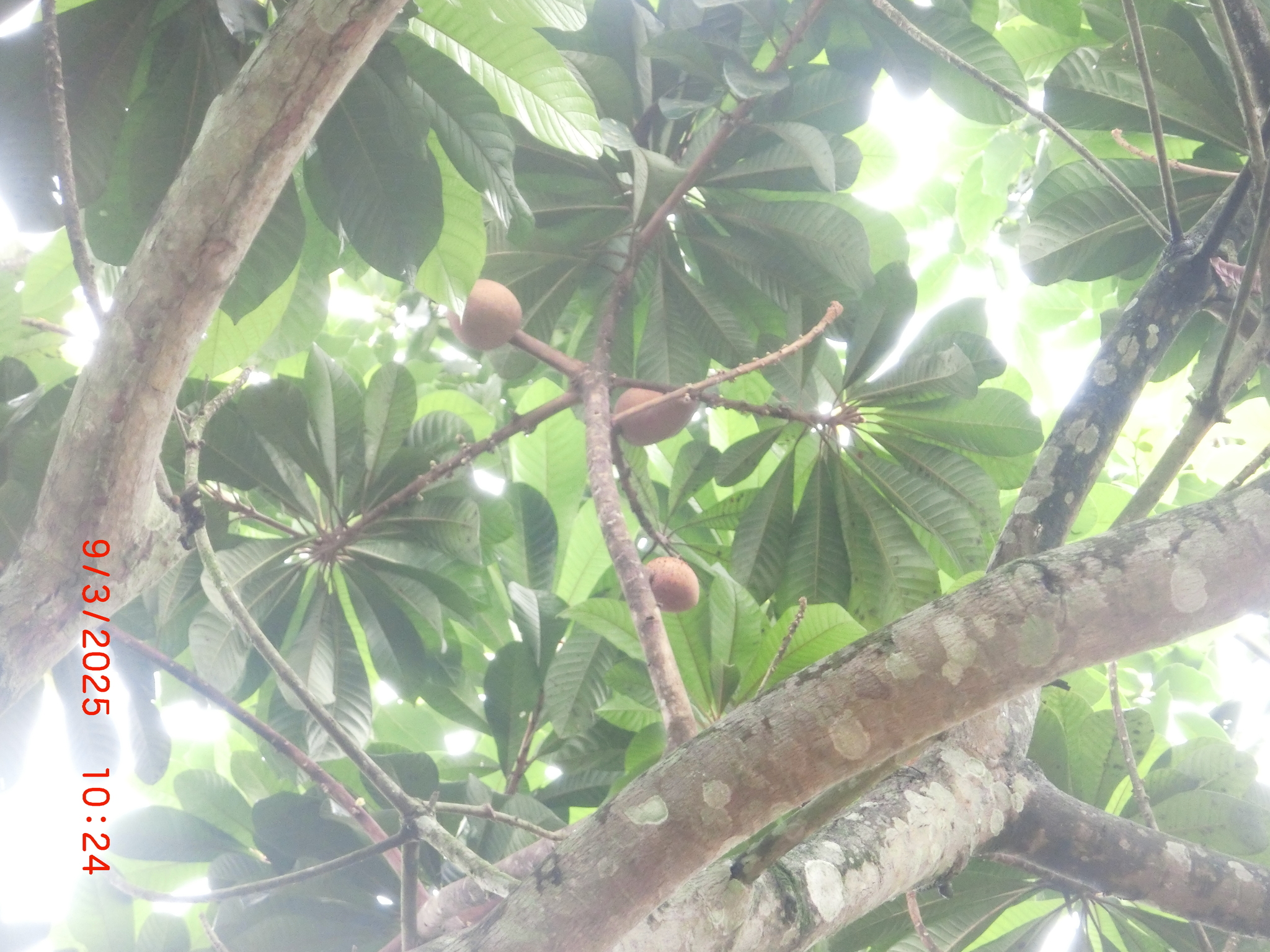 Imagem de Abiu-doce