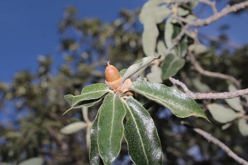 Quercus durifolia, photograph 5