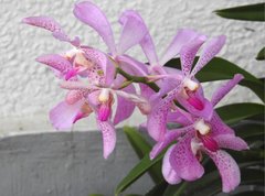 Vandeae