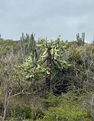Jamaican Semaphore Cactus (Consolea spinosissima)