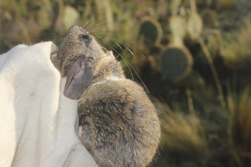 Perote Mouse