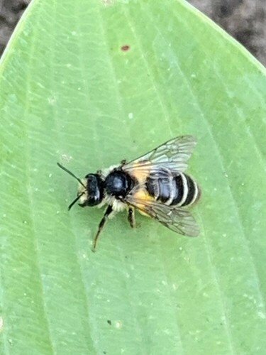 Grey-banded Mining Bee, Almelo, Netherlands, photo 3 of 10
