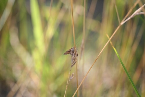 Straw-barred Pearl, Bornerbroek, Netherlands, photo 7 of 10