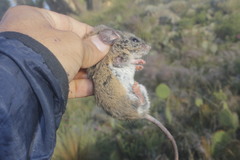 Peromyscus bullatus
