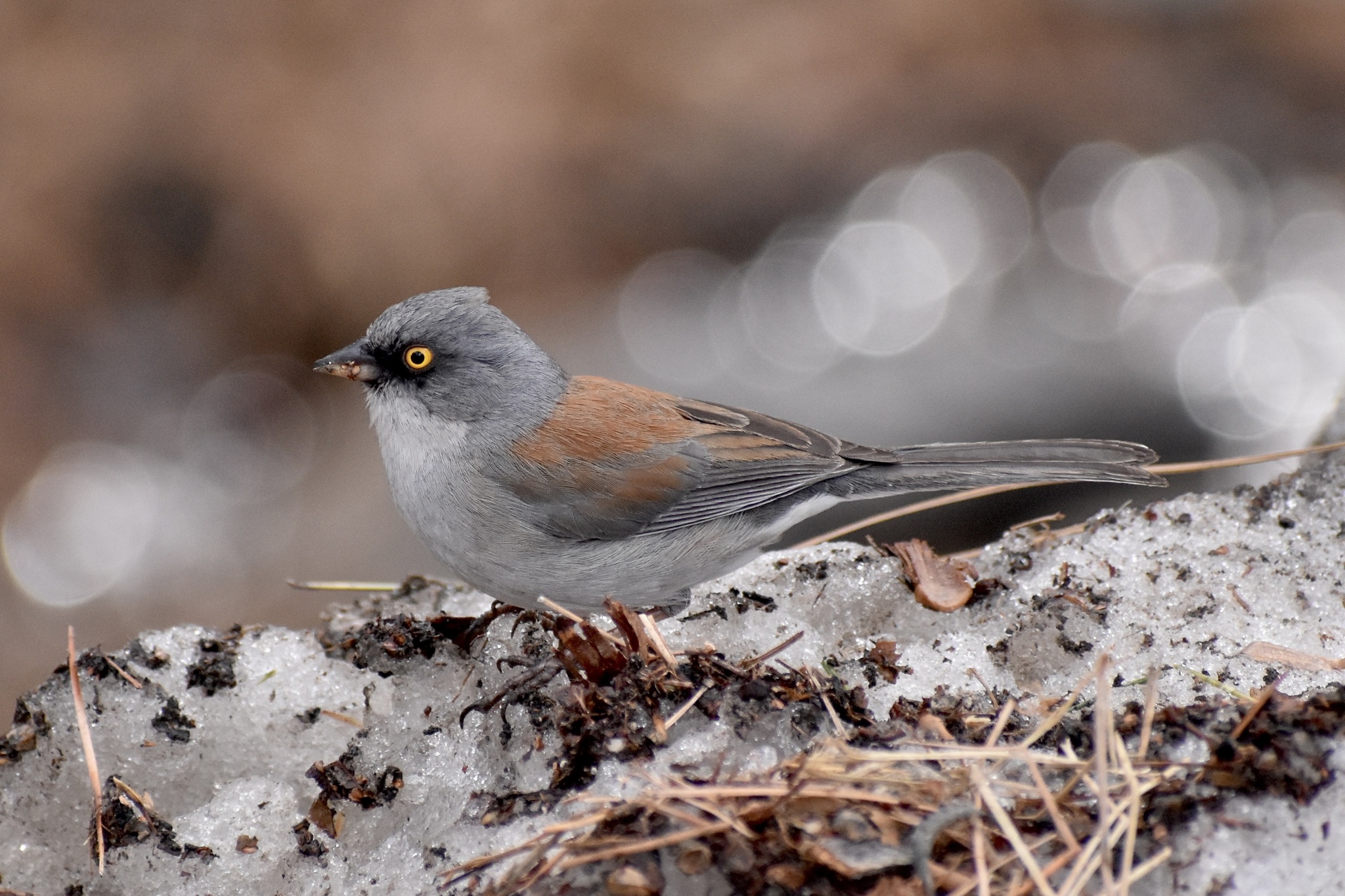 Yellow-eyed Junco illustration