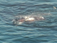 Carcharodon carcharias