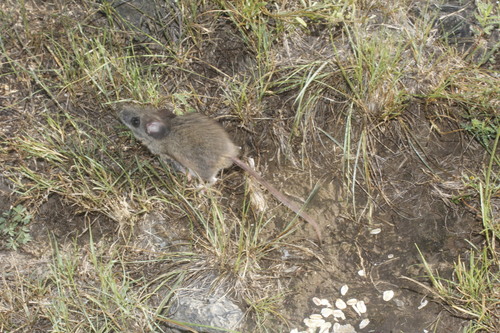 Zacatecan Deer Mouse