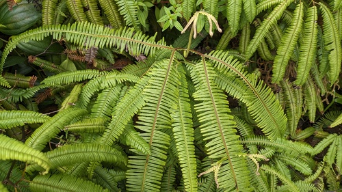 Mexican Umbrella Fern (Sticherus bifidus)