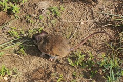 Peromyscus bullatus