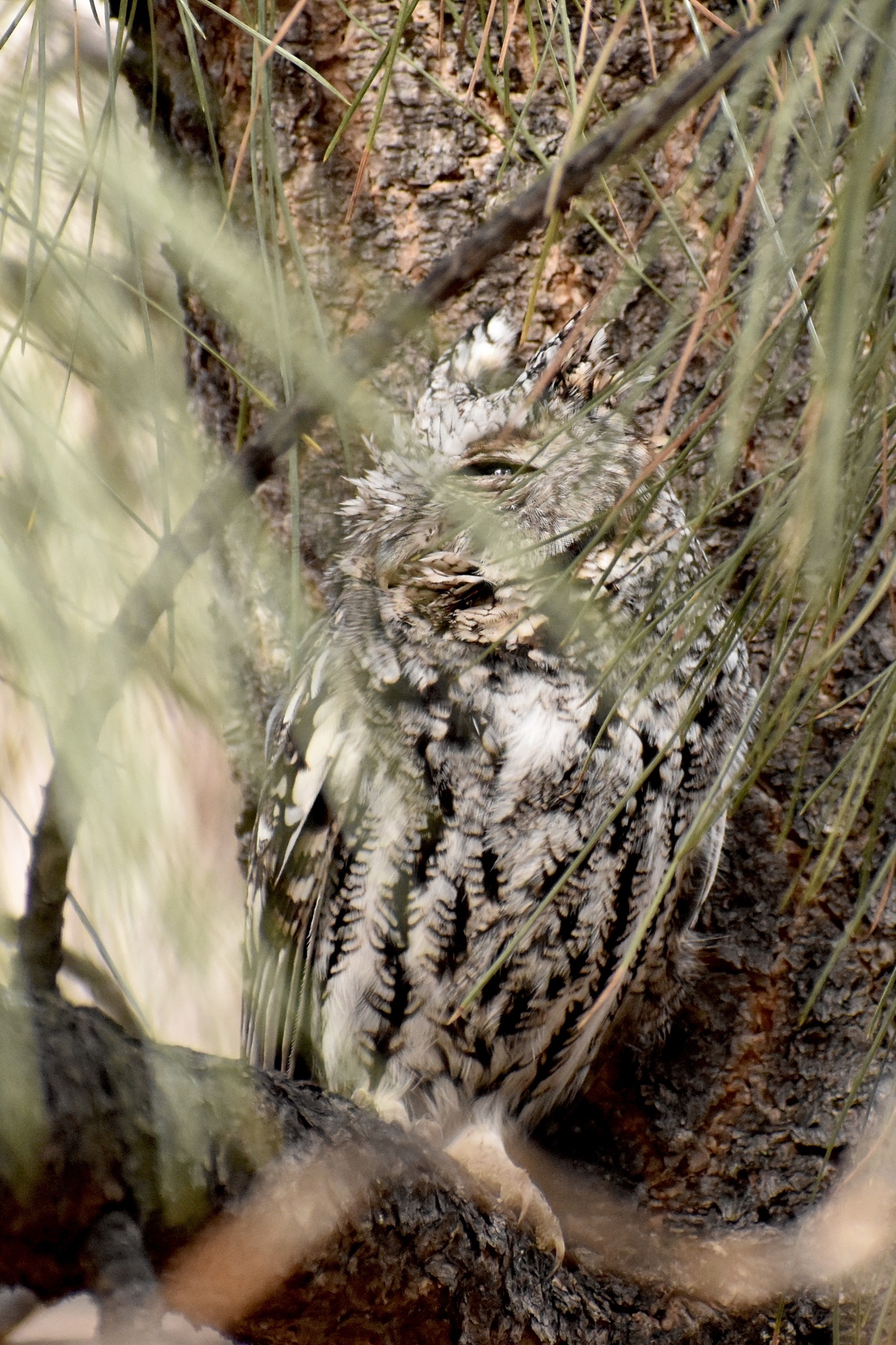 Whiskered Screech Owl (Megascops trichopsis), photo 2