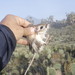 Phillips's Kangaroo Rat - Photo (c) Juan Cruzado Cortés, some rights reserved (CC BY-SA), uploaded by Juan Cruzado Cortés
