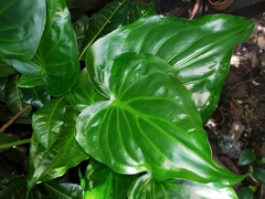 Alocasia cucullata