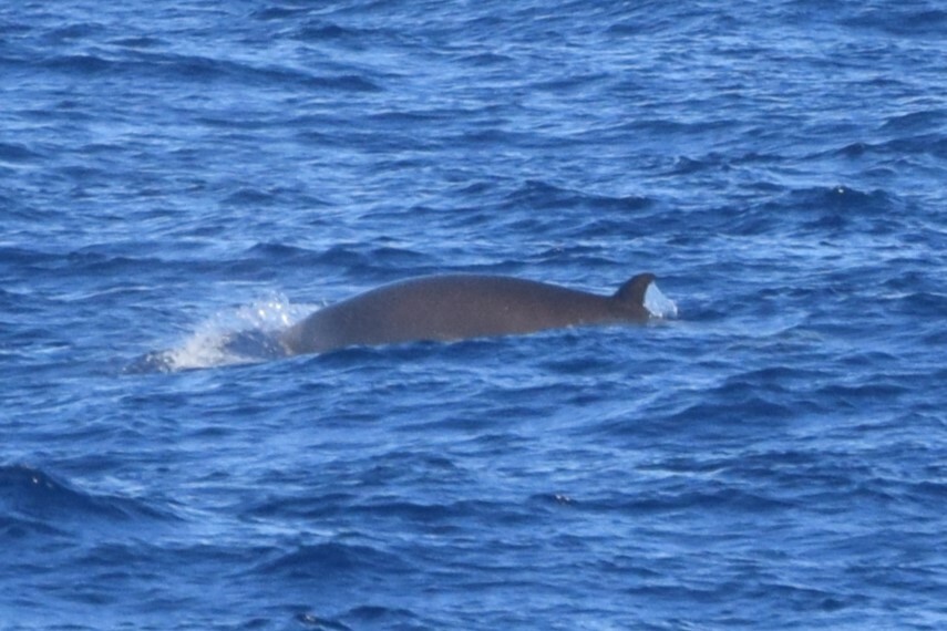 Hyperoodon planifrons