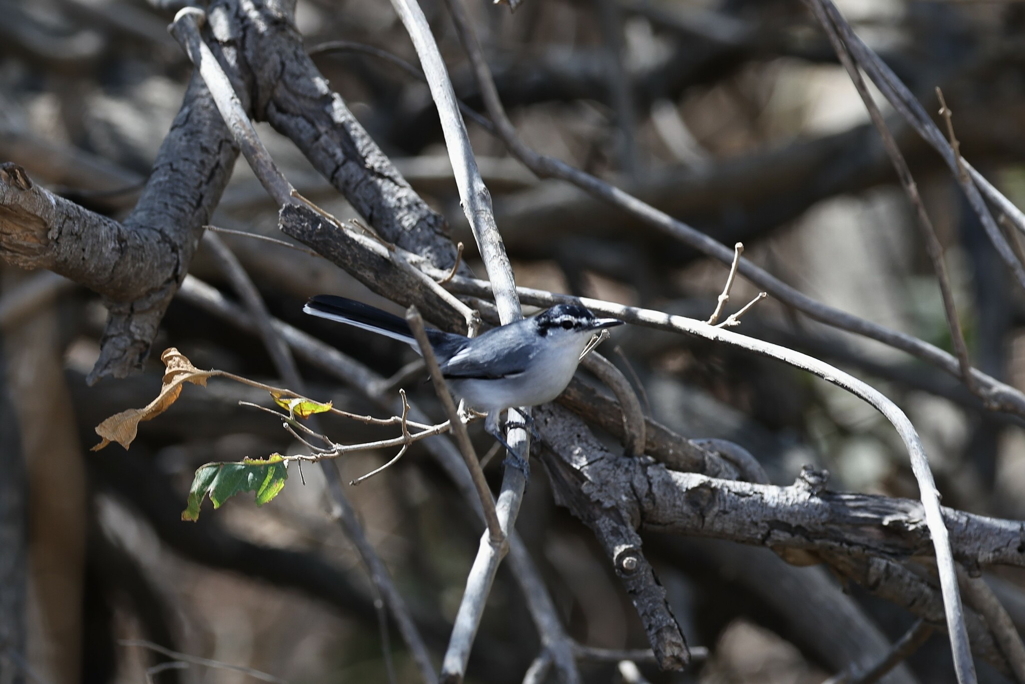 White-lored Gnatcatcher (Polioptila albiloris), photo 8