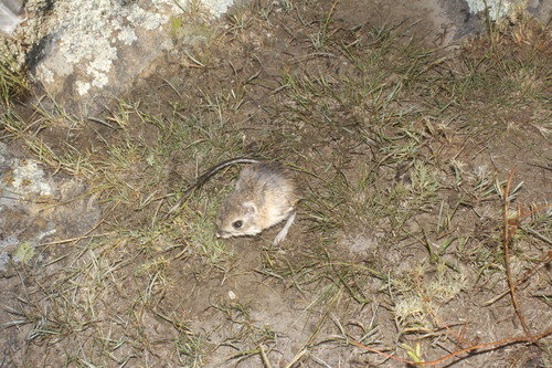 Phillips' Kangaroo Rat