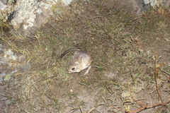 Phillips's Kangaroo Rat photo 4
